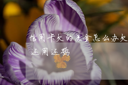 信用卡欠的美金怎么办 欠美国信用卡钱回国还用还嘛