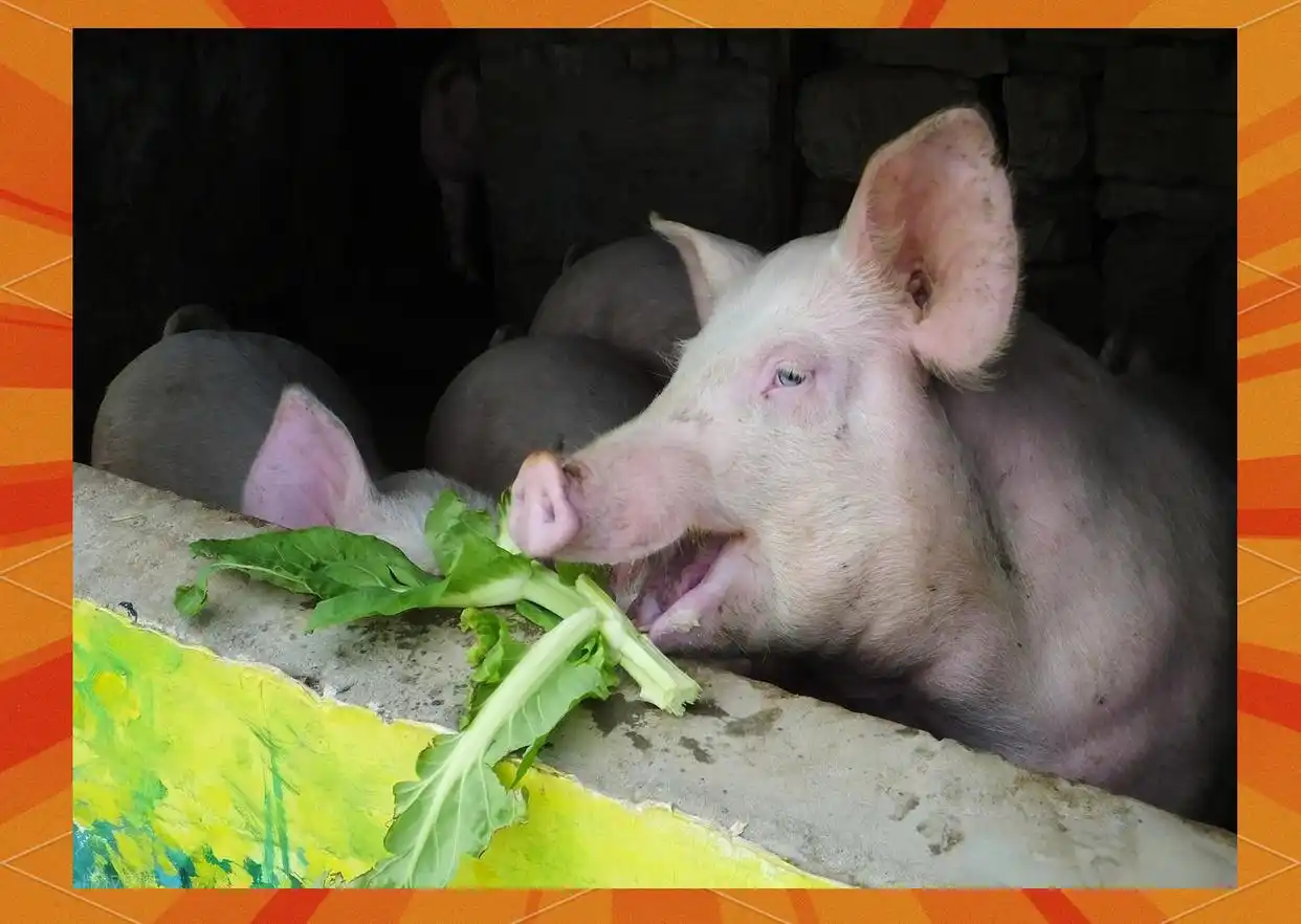 生猪市场触底反弹？近期价格波动分析，散养户为何未能受益