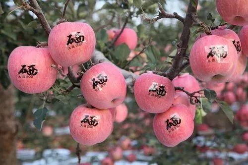 生活越来越好，水果种类繁多，你最爱吃啥水果？苹果咋样？
