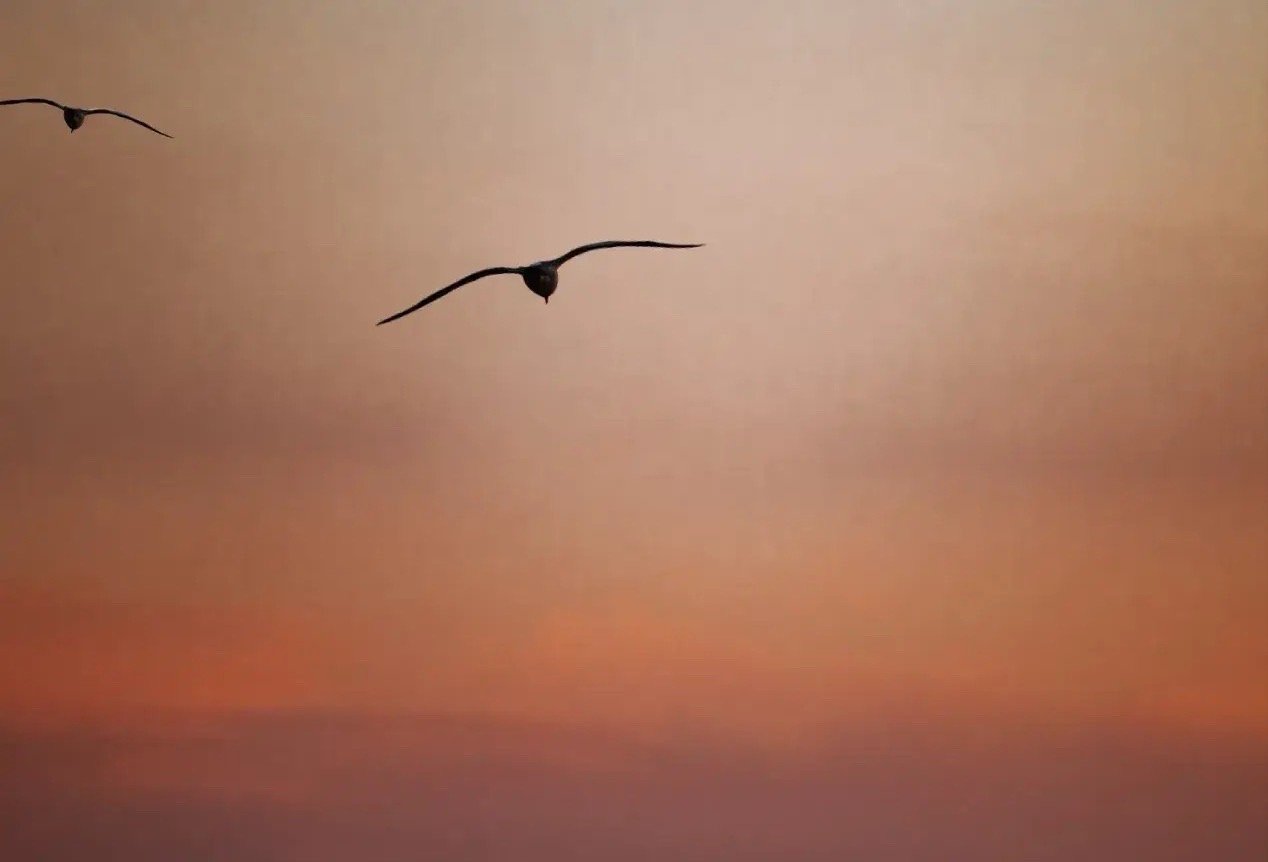 中国鼎益丰什么时候可以复牌_筹划重大资产重组 复牌 公告日期