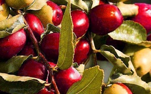 水果生意如何创业