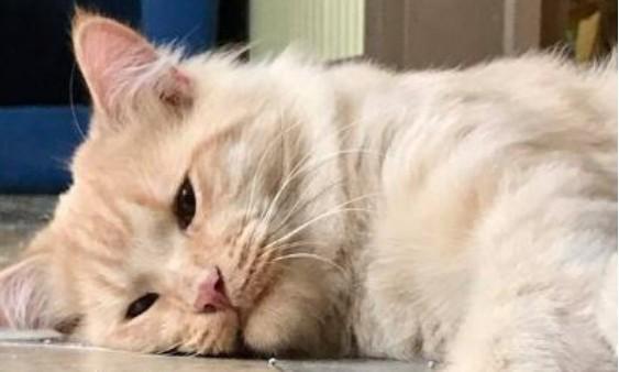 七星灯K线形态分析_七星策略_龙软科技七星灯形态